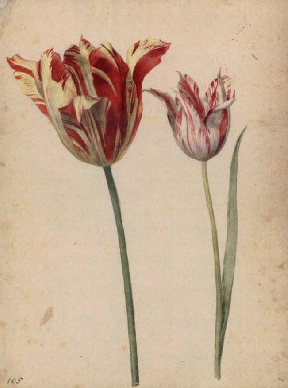 Georg Flegel Two Tulips